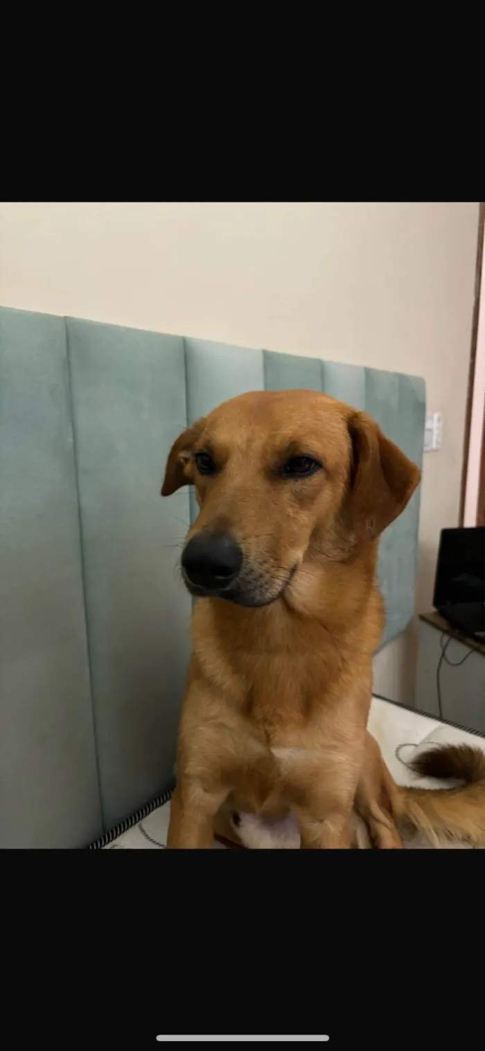 Cachorro ra a SRD-ViraLata idade 1 ano nome Maizena