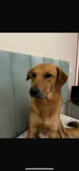 Maizena