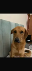 Maizena