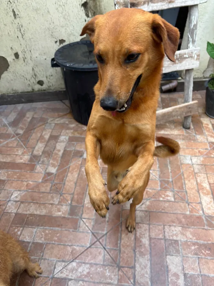 Cachorro ra a SRD-ViraLata idade 1 ano nome Maizena
