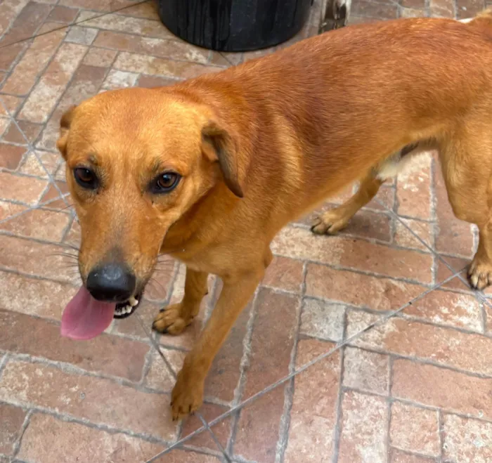 Cachorro ra a SRD-ViraLata idade 1 ano nome Maizena