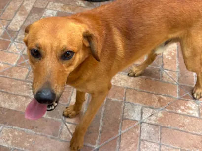 Cachorro raça SRD-ViraLata idade 1 ano nome Maizena