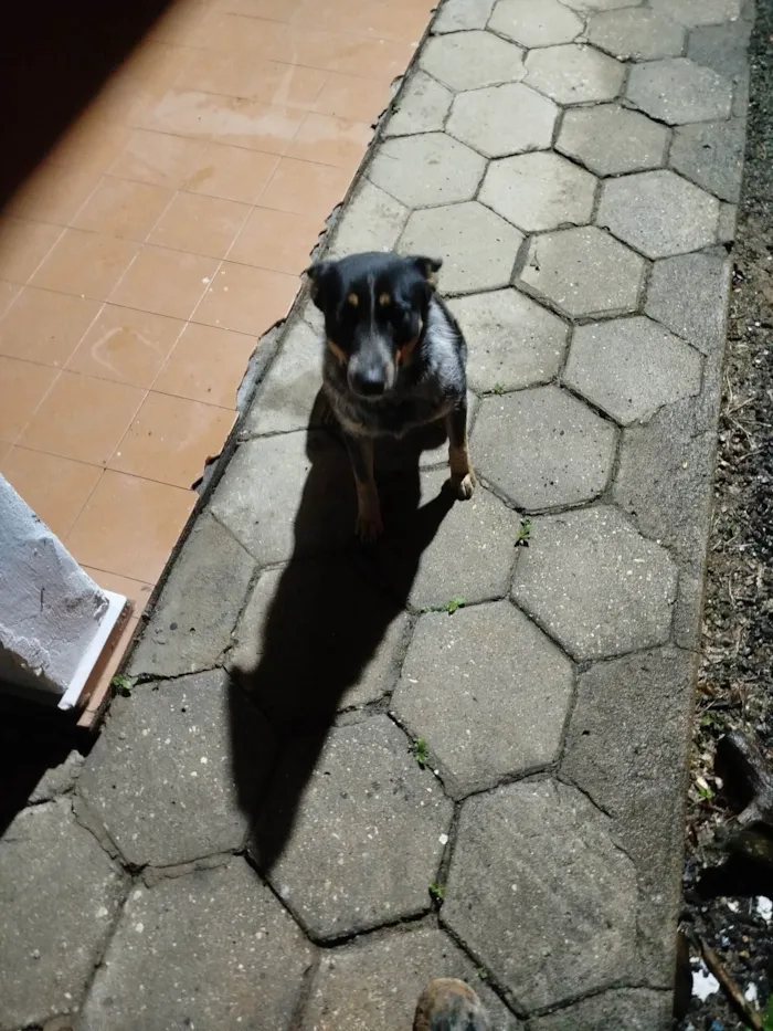 Cachorro ra a SRD-ViraLata idade 1 ano nome Diana 