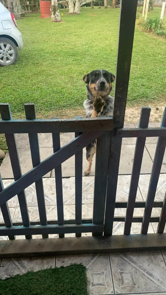 Cachorro ra a SRD-ViraLata idade 1 ano nome Diana 