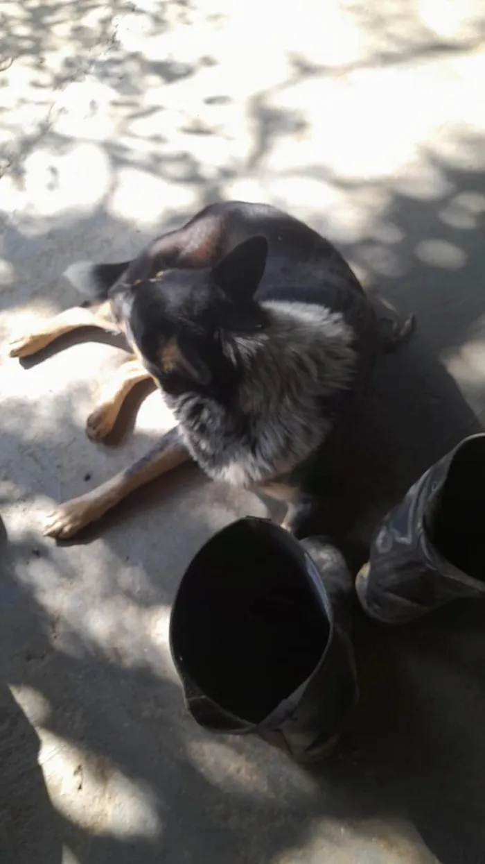 Cachorro ra a SRD-ViraLata idade 1 ano nome Diana 
