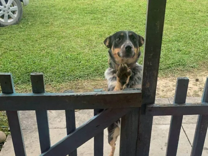 Cachorro ra a SRD-ViraLata idade 1 ano nome Diana 