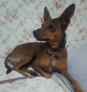 Cachorro raça SRD-ViraLata idade 2 anos nome CARAMELO
