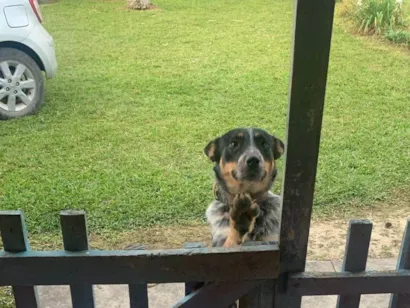 Cachorro raça SRD-ViraLata idade 1 ano nome Diana 