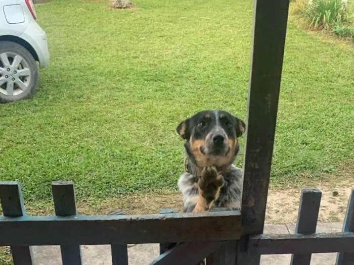 Cachorro ra a SRD-ViraLata idade 1 ano nome Diana 
