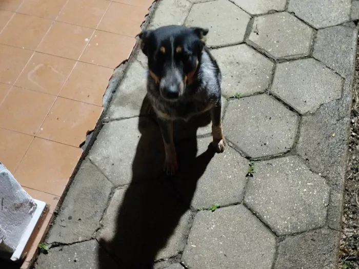 Cachorro ra a SRD-ViraLata idade 1 ano nome Diana 