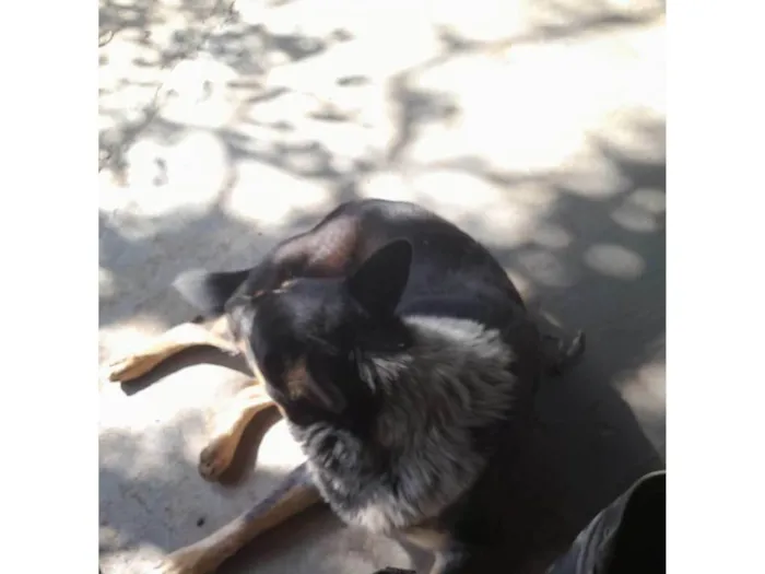 Cachorro ra a SRD-ViraLata idade 1 ano nome Diana 