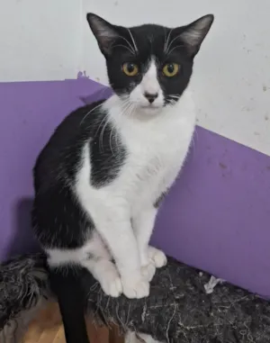 Gato raça SRD-ViraLata idade 2 a 6 meses nome MIMOSA