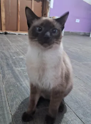 Gato raça SRD-ViraLata idade 2 a 6 meses nome LINDEZA