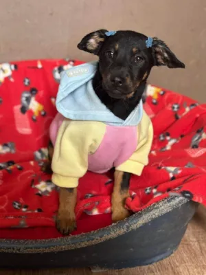 Cachorro raça SRD-ViraLata idade 2 a 6 meses nome Zoe 