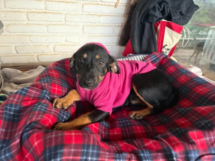 Cachorro ra a SRD-ViraLata idade 2 a 6 meses nome Zoe 