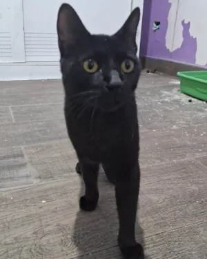 Gato raça SRD-ViraLata idade 2 a 6 meses nome BLACKIZINHA