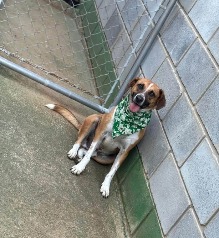 Cachorro ra a SRD-ViraLata idade 3 anos nome Leandro