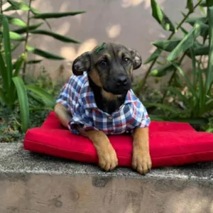 Cachorro raça SRD-ViraLata idade 2 a 6 meses nome Rick