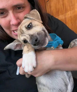 Cachorro raça SRD-ViraLata idade 2 a 6 meses nome Liko