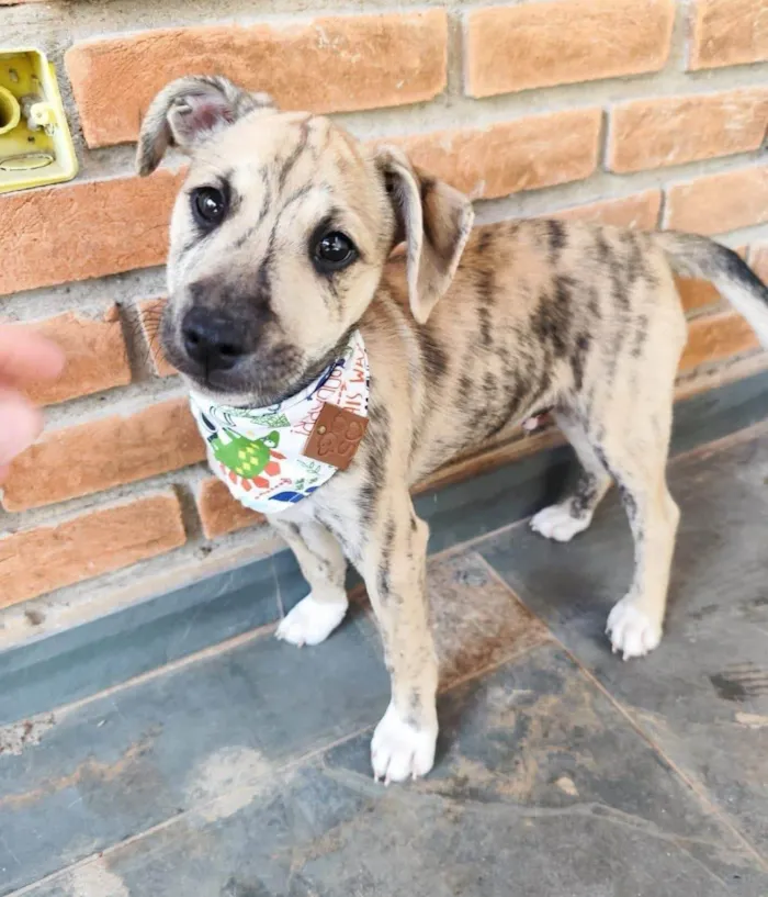 Cachorro ra a SRD-ViraLata idade 2 a 6 meses nome Liko
