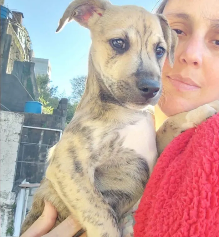 Cachorro ra a SRD-ViraLata idade 2 a 6 meses nome Liko