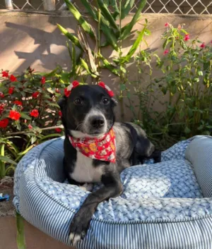 Cachorro raça SRD-ViraLata idade 3 anos nome Juliana