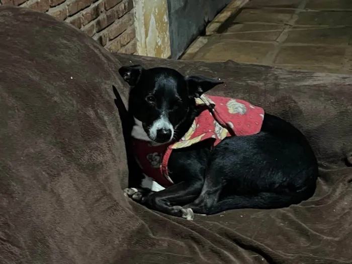 Cachorro ra a SRD-ViraLata idade 3 anos nome Juliana