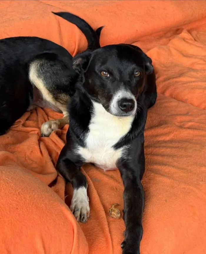 Cachorro ra a SRD-ViraLata idade 3 anos nome Juliana