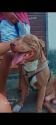 TAZ 