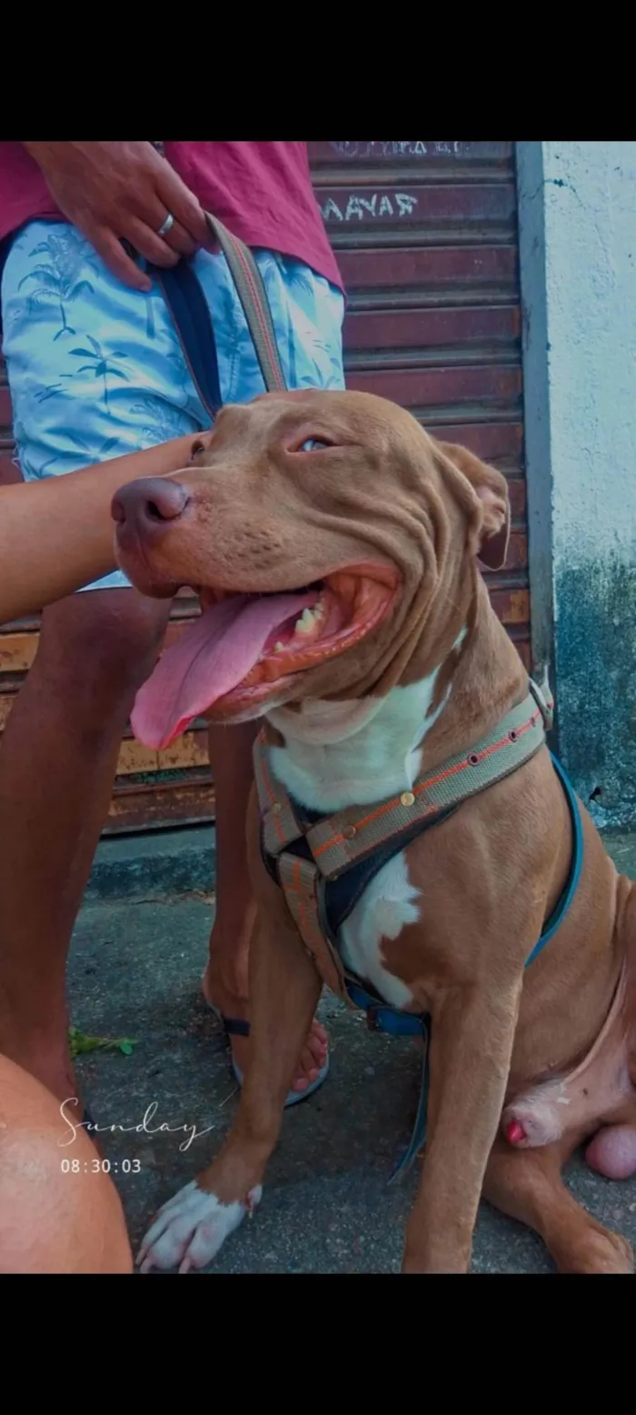 Cachorro ra a Pit-Bull idade 4 anos nome TAZ 