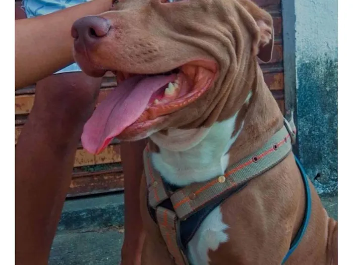 Cachorro ra a Pit-Bull idade 4 anos nome TAZ 