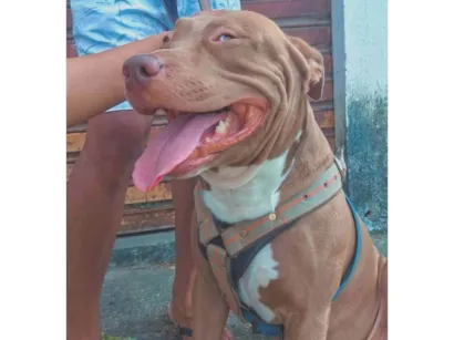 Cachorro raça Pit-Bull idade 4 anos nome TAZ 