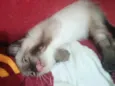 Manolo