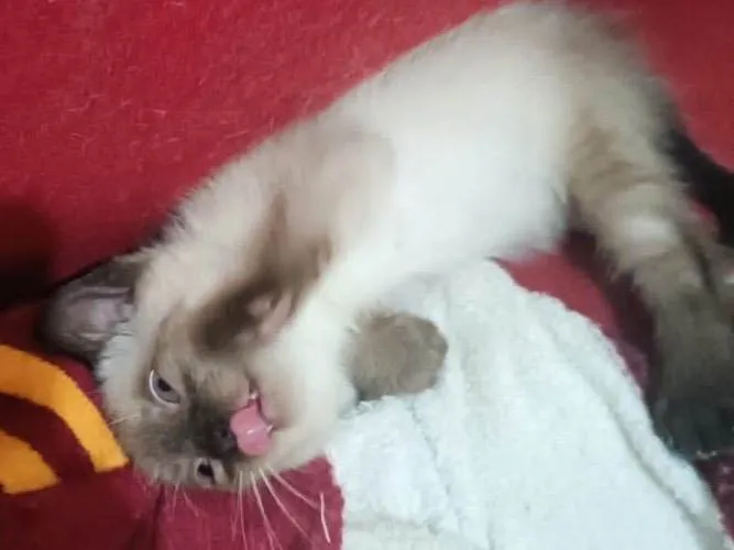 Gato ra a SRD-ViraLata idade 2 a 6 meses nome Manolo