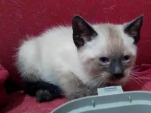 Gato raça SRD-ViraLata idade 2 a 6 meses nome Manolo