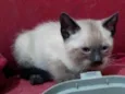 Manolo