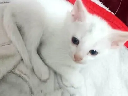 Gato raça SRD-ViraLata idade 2 a 6 meses nome Joaquim