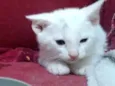 Joaquim