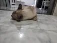 Zaya