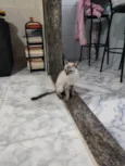 Zaya