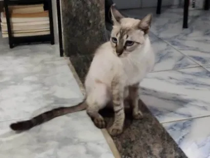 Gato raça SRD-ViraLata idade 7 a 11 meses nome Zaya