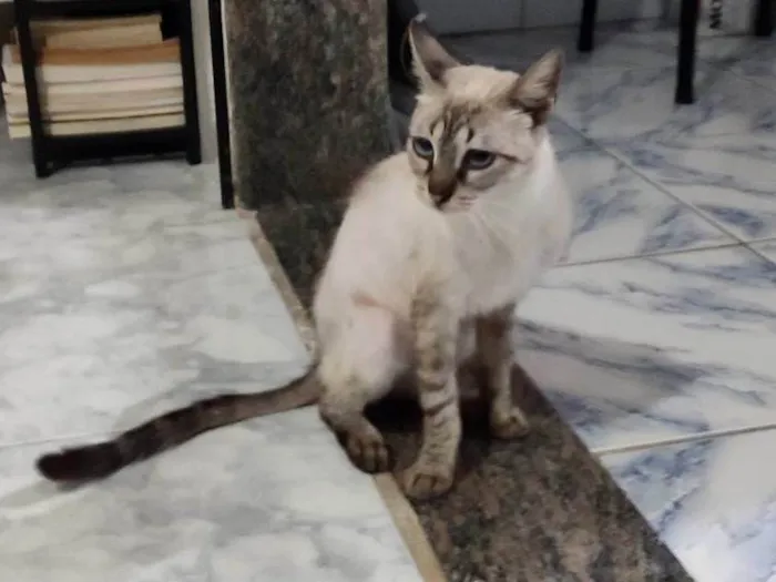 Gato ra a SRD-ViraLata idade 7 a 11 meses nome Zaya