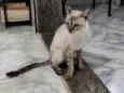 Zaya