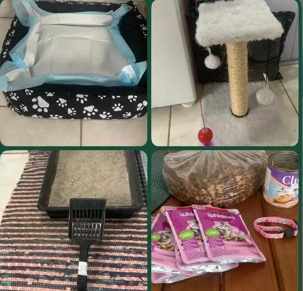 Gato ra a SRD-ViraLata idade Abaixo de 2 meses nome Bebel