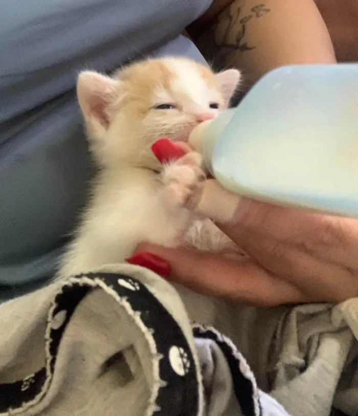 Gato ra a SRD-ViraLata idade Abaixo de 2 meses nome Bebel