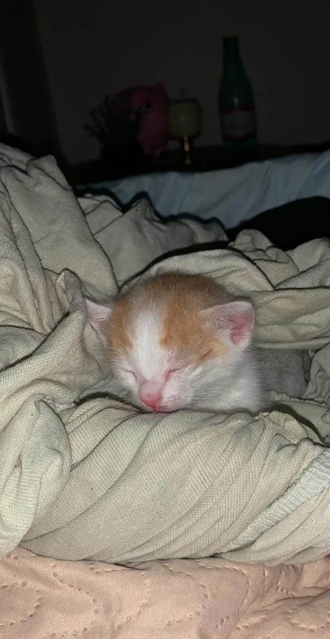 Gato ra a SRD-ViraLata idade Abaixo de 2 meses nome Bebel
