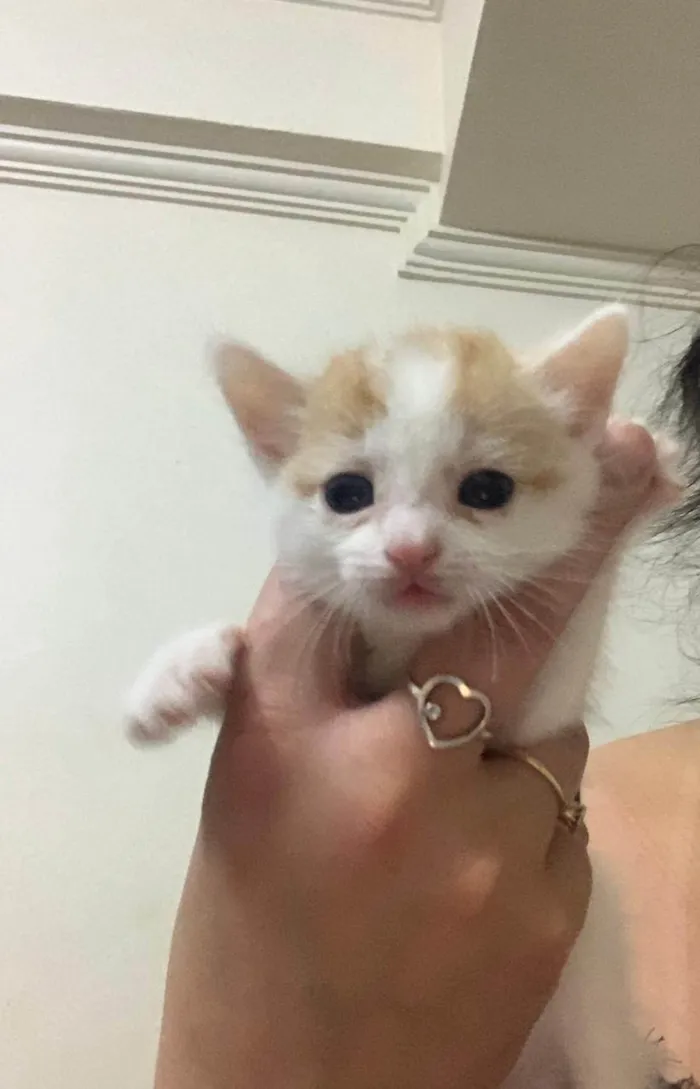 Gato ra a SRD-ViraLata idade Abaixo de 2 meses nome Bebel