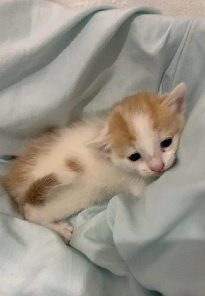 Gato ra a SRD-ViraLata idade Abaixo de 2 meses nome Bebel