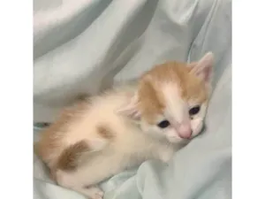 Gato raça SRD-ViraLata idade Abaixo de 2 meses nome Bebel