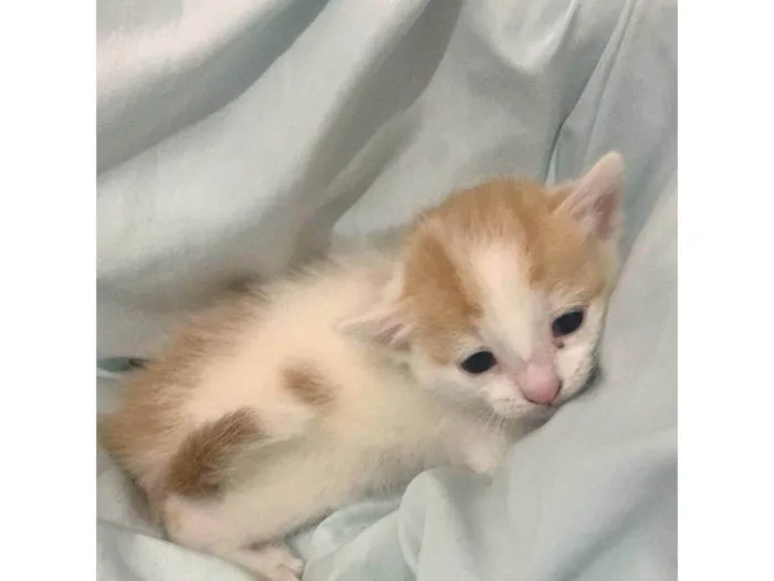 Gato ra a SRD-ViraLata idade Abaixo de 2 meses nome Bebel